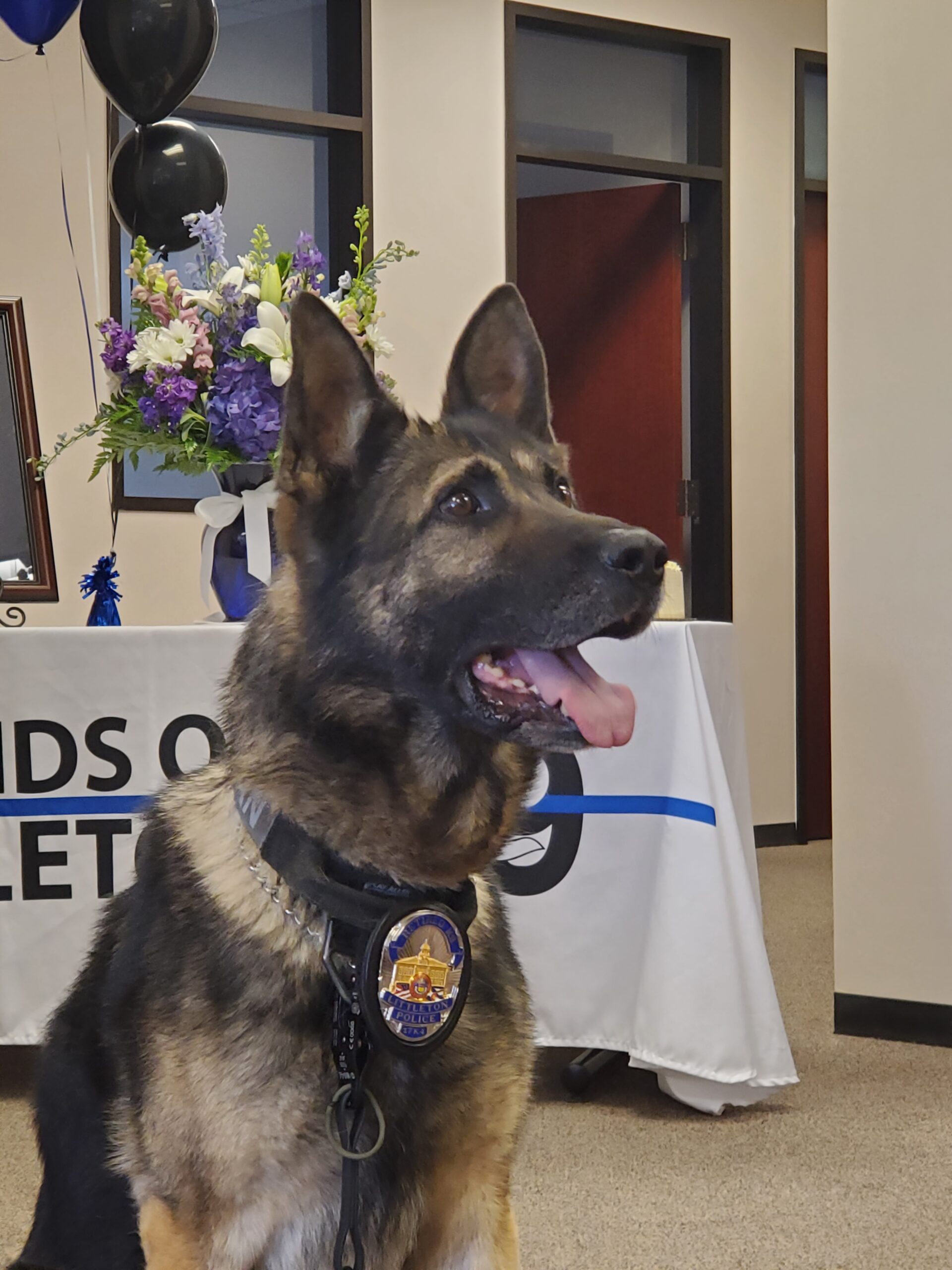 German Shepherd police dog wearing a badge collar.