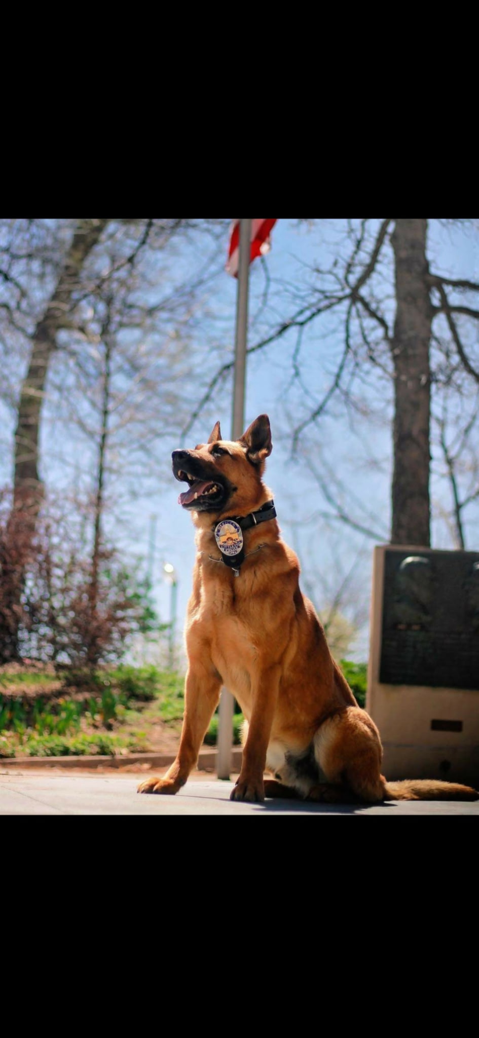 Alert Belgian Malinois dog sitting outdoors with a collar device.