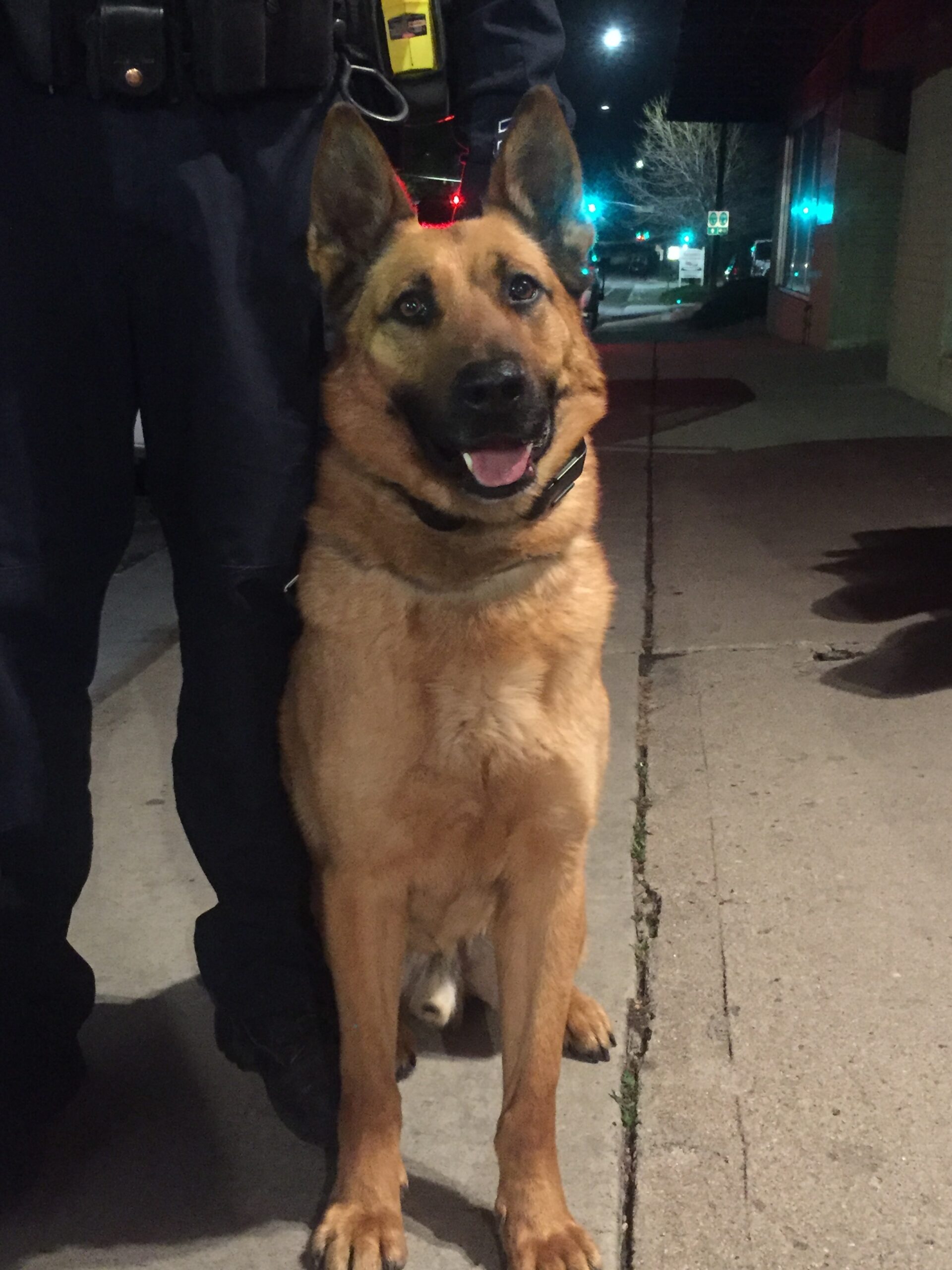 Happy German Shepherd on leash at night beside a person.