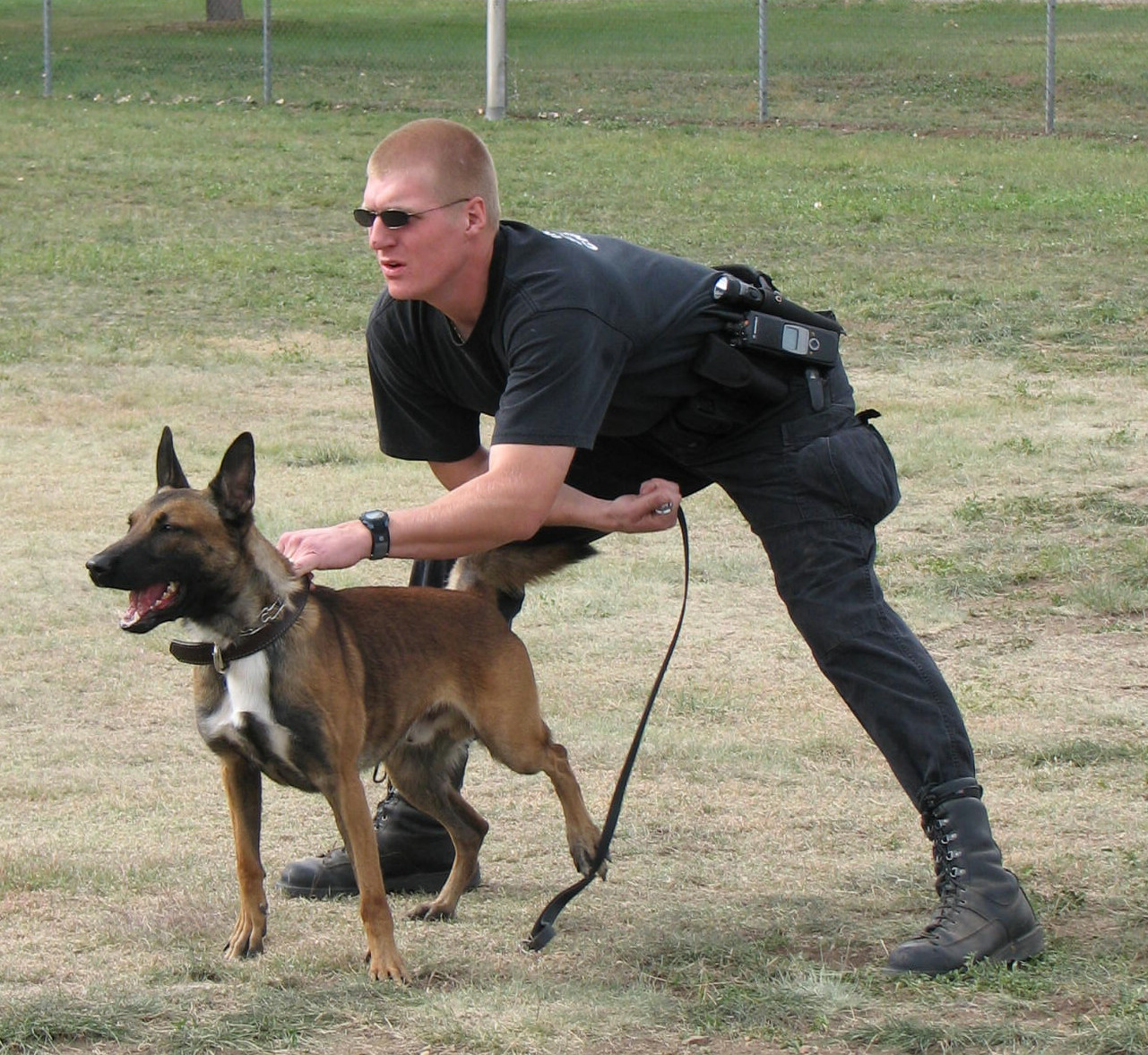 Police officer restraining a Belgian Malinois on a leash outdoors.