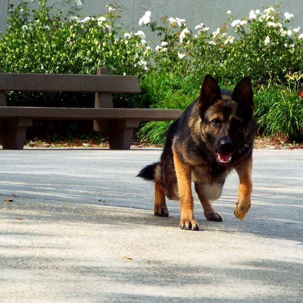 Friends of Littleton K-9