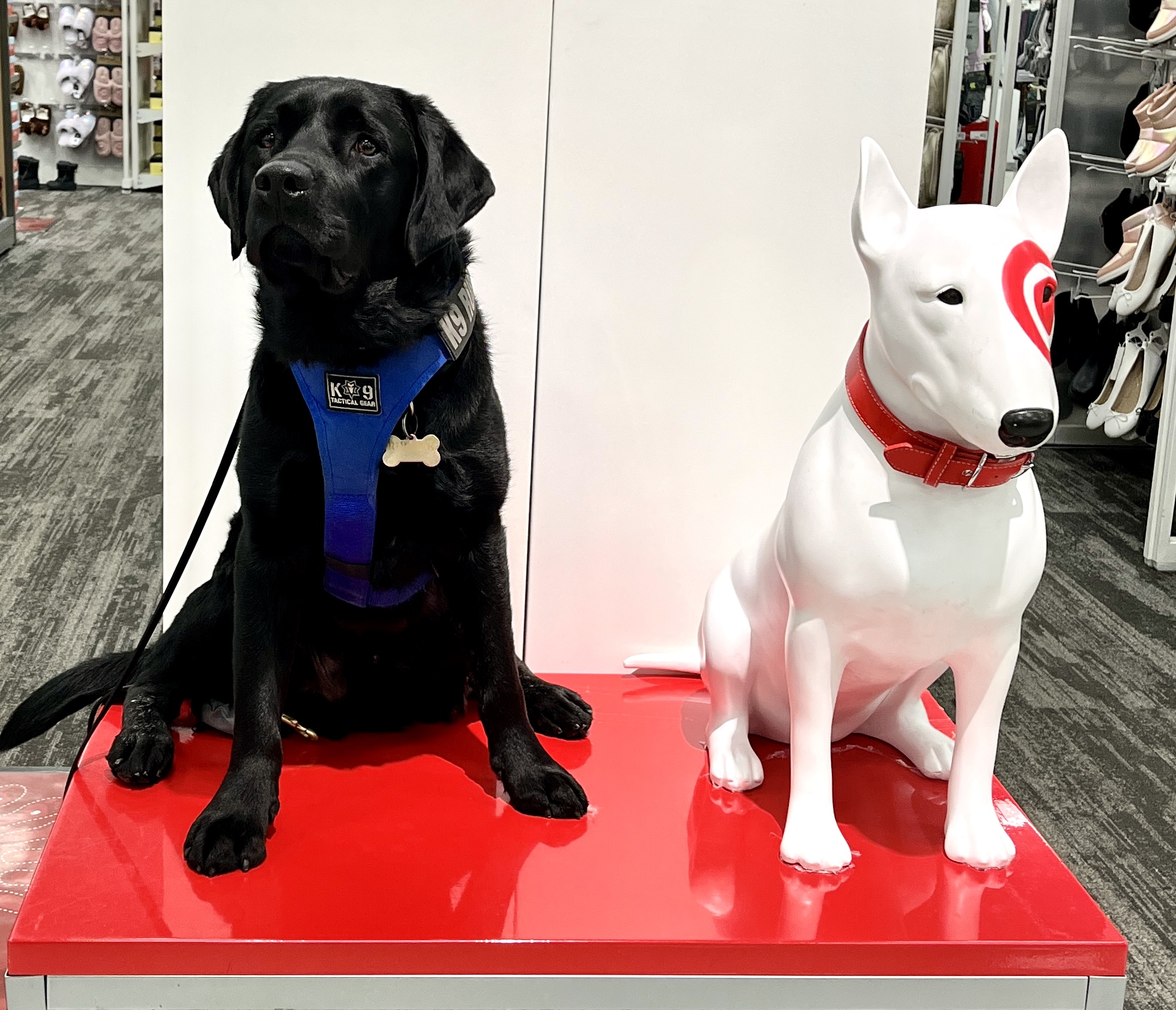 Friends of Littleton K-9
