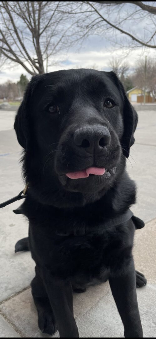 Black dog sticking out its tongue slightly outdoors.