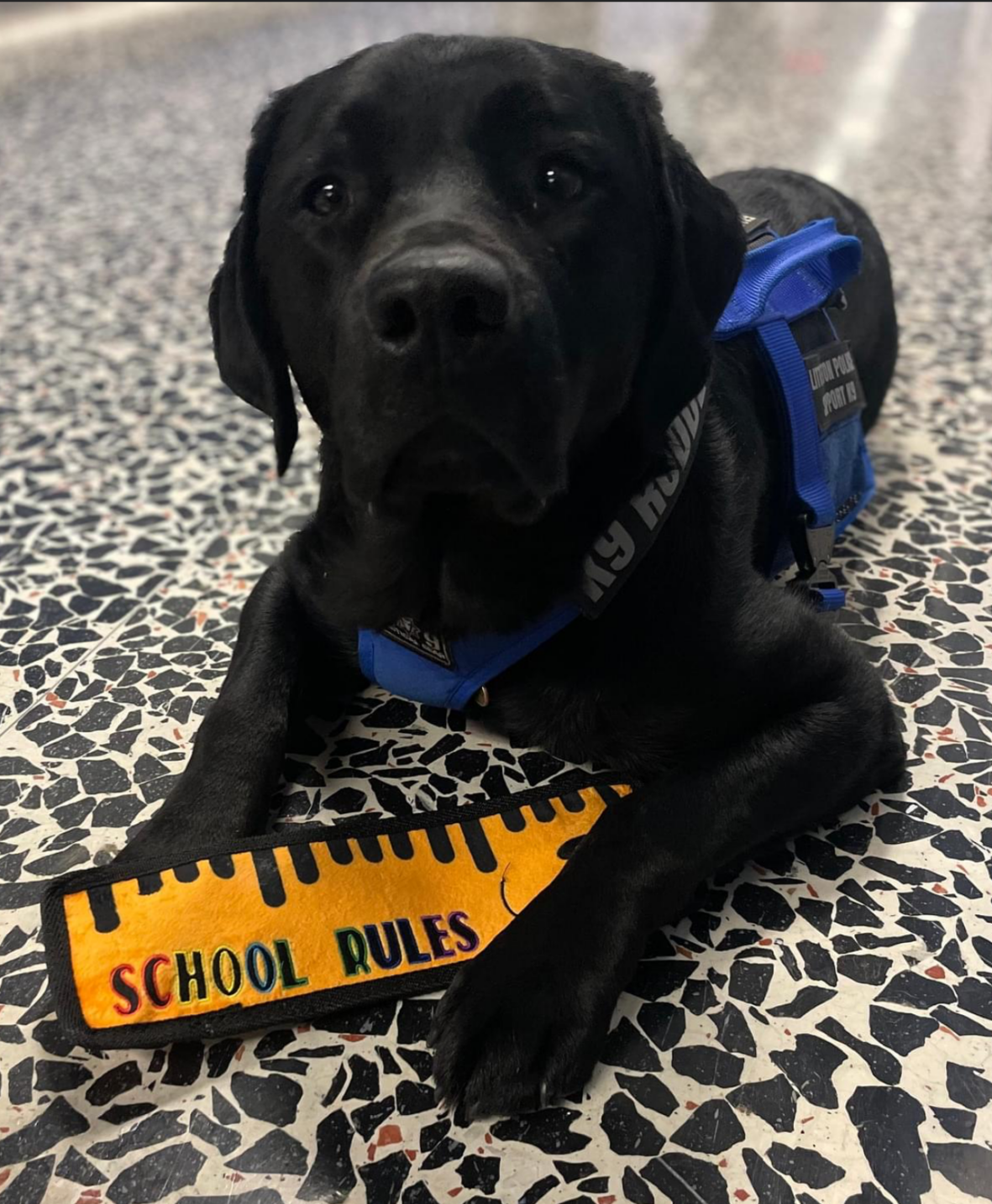 School rules, K-9 style.  