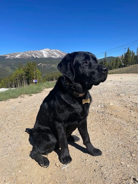 Black Labrador sitting on a mountain trail under clear blue sky.