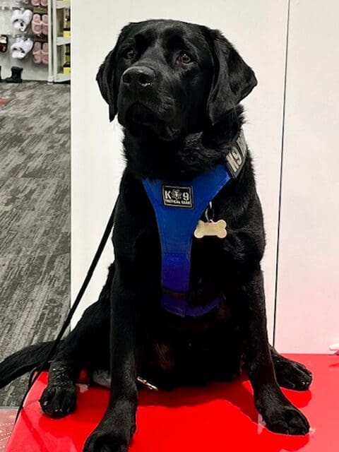 A black Labrador wearing a blue harness sitting on a red surface indoors.