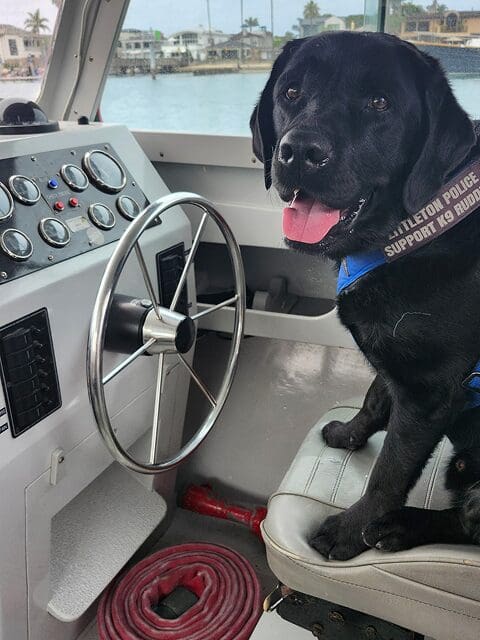 A happy black dog sitting by a boat's steering wheel inside the cabin.