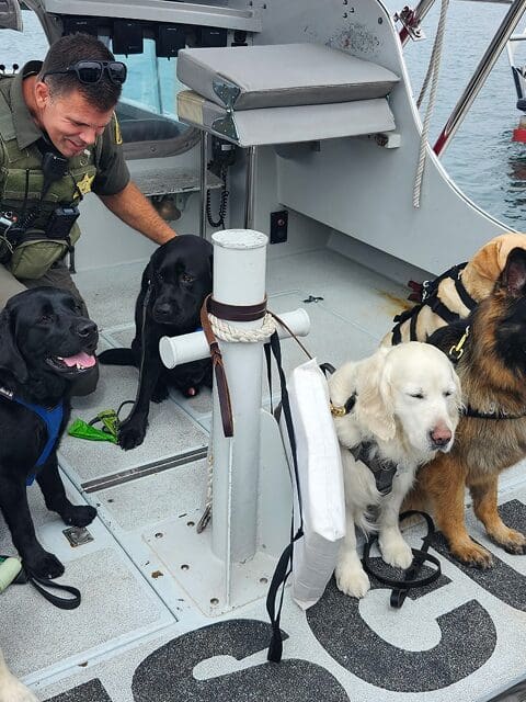 Four dogs with a handler on a boat, equipped with harnesses and gear.