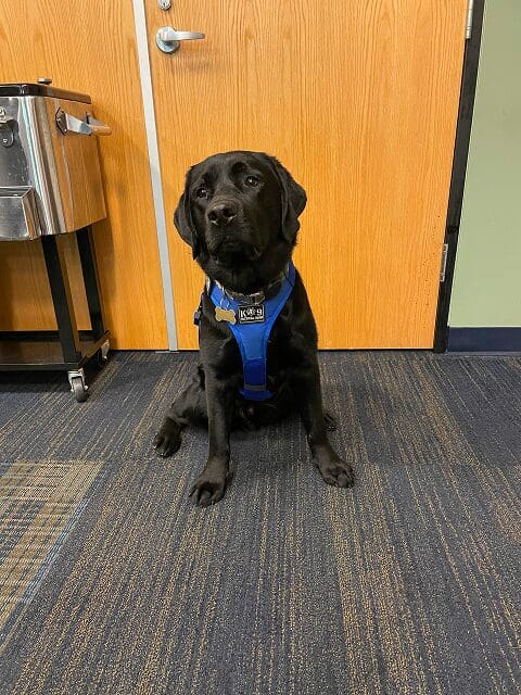 Black Labrador wearing a blue harness sitting on a carpeted floor.