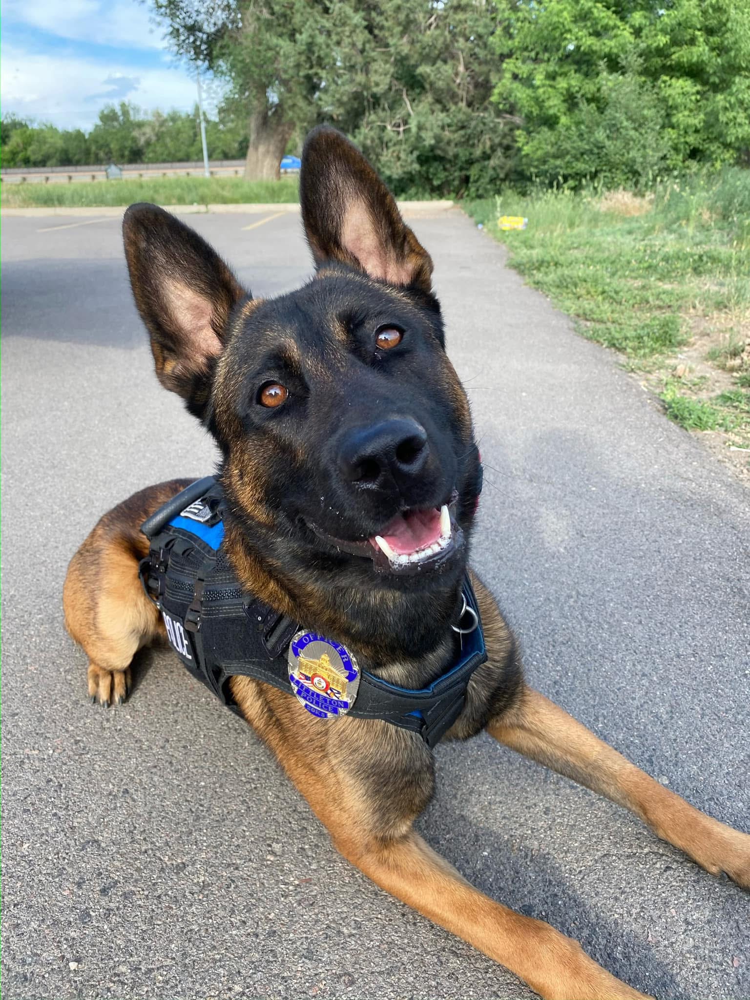 Happy dog wearing a harness lying on a path outdoors.