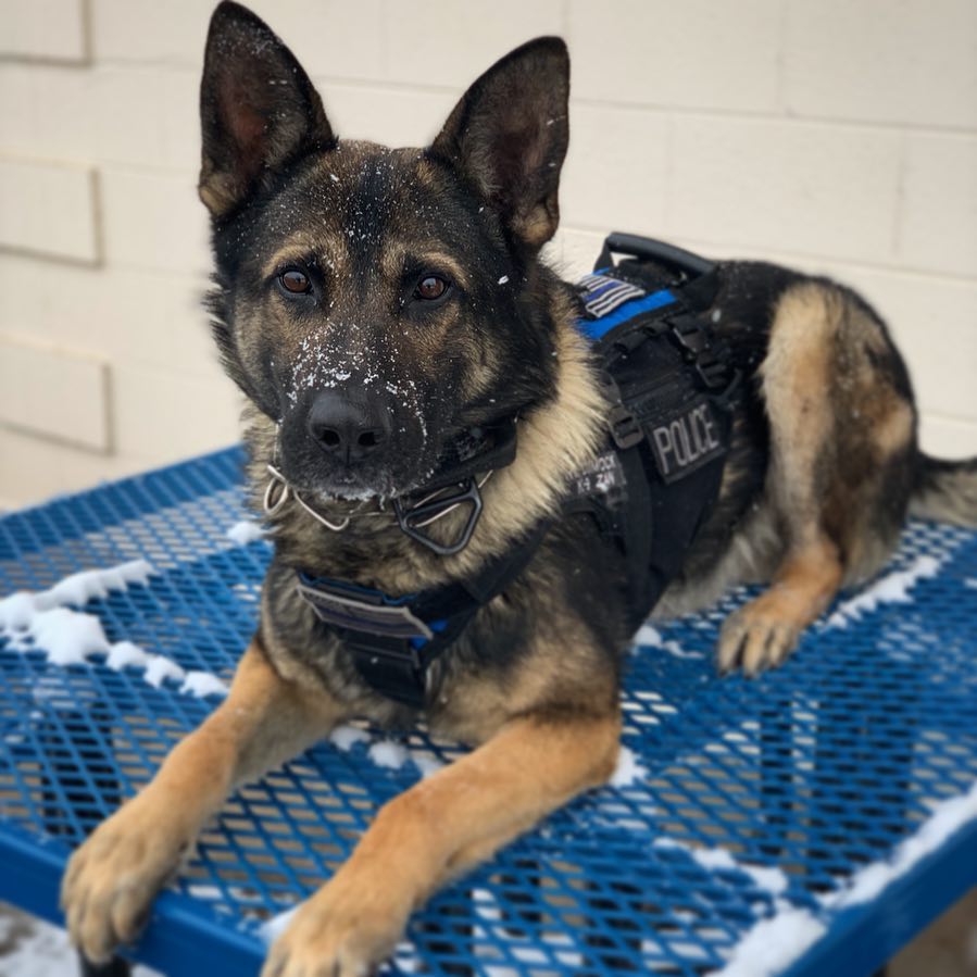 German Shepherd dog resting on a blue metal bench.